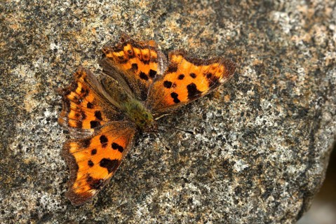 C-butterfly, comma butterfly, nymphalis c-album, polygonia c-album, butterfly, insects,