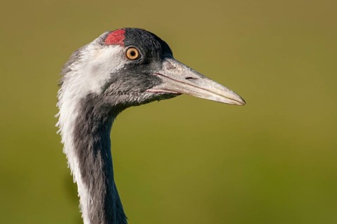 Crane (Grus grus), portrait, Groß Mohrdorf, Lower Saxony, Germany