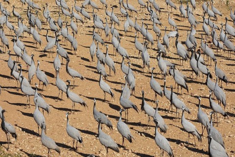 Maiden cranes off the village of Kheechan, West Indian Desert, India. Demoiselle cranes at the