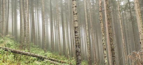 Dense coniferous forest in fog, with tall trees and a quiet, mystical atmosphere, High Tatras,