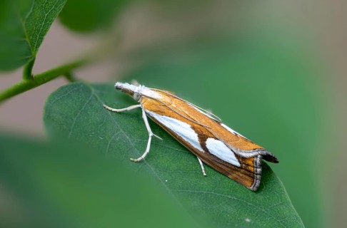 Catoptria pinella, moss moth, pearl grass veneer, dry forest moth, moth, insects, moths,