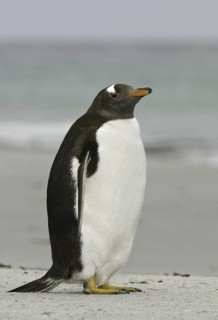 Gentoo Penguin (Pygoscelis papua), Falkland Islands