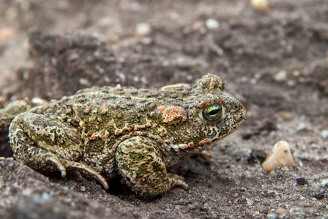 Brandenburg, Bufo Calamita, Epidalea Calamita, Germany, Toad, Nabu, Natterjack Toad, amphibians,