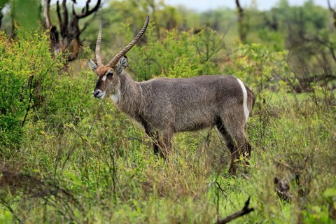 Elliptical waterbuck (Kobus ellipsiprymnus), adult, male, standing, alert, Kruger National Park,