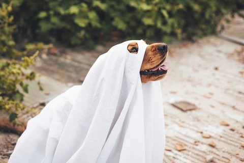 A cocker spaniel dog dressed in a white ghost costume sits outdoors. The dog appears calm and