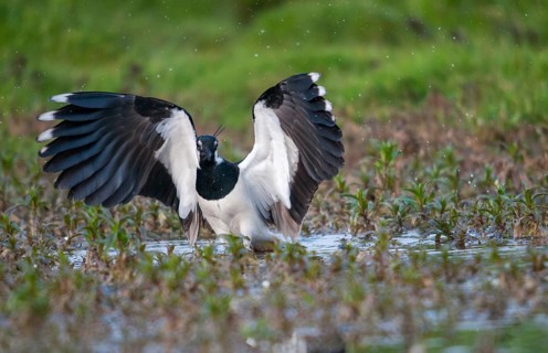 Lapwing, vanellus vanellus, birds, charadriiformes, limikolen, plovers, birds, waders, waders