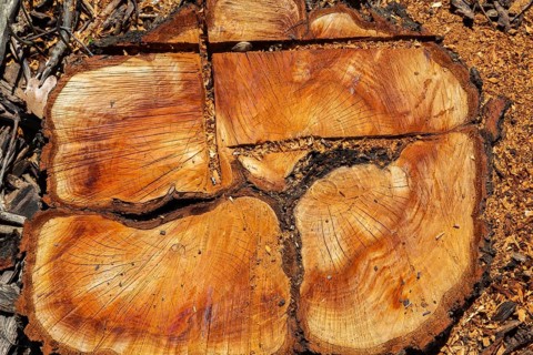 Top view of cut to the ground deciduous tree stump showing saw blade marks and growth rings plus
