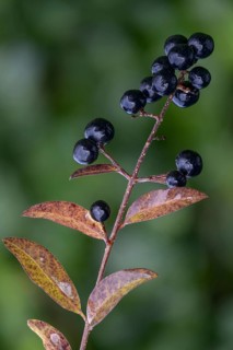 Legwood, privet, ligustrum spec., rain willow, inkberry, inkberry grape, fence bar, flora, high