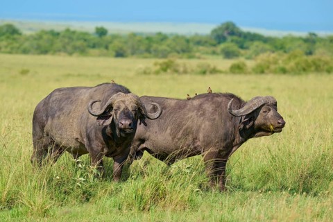 Two buffaloes in the savannah grasslands with birds on their backs beneath a blue sky: Cape buffalo