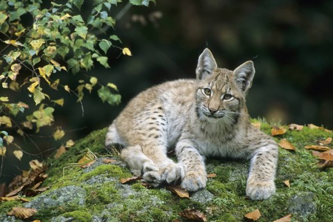 European lynx, European Lynx, Lynx lynx, Bavarian Forest, Bavarian Forest, Germany, Germany, young