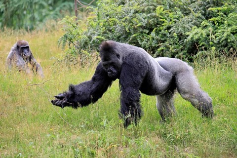 Western gorilla (Gorilla gorilla), adult, male, silverback, on the ground, foraging
