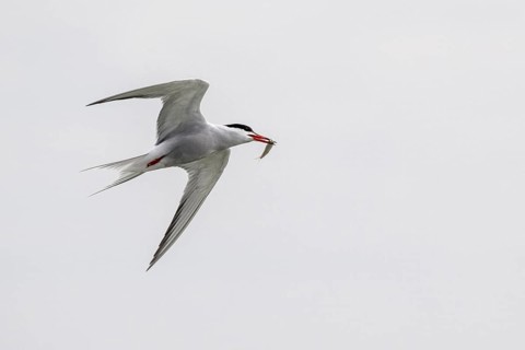 Common Tern (Sterna hirundo), Schleswig-Holstein, Germany