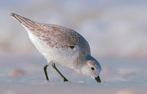 Animals Birds Sanderling, Calidris alba, Florida, United States