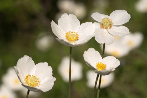 Anemone sylvestris, large anemone, buttercup family, ranunculaceae, forest anemone, anemone,