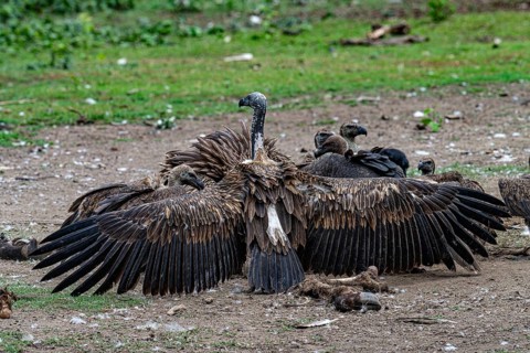 Vulture, slender-billed vulture (Gyps tenuirostris), Chitwan National Park, Terai, Nepal