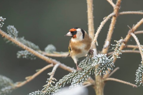 European goldfinch (Carduelis carduelis) adult garden bird on a frost covered Christmas tree in