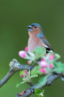 Chaffinch, Fringilla Coelebs, Fruit Tree Blossoms, Birds, Call, Spring, Song, High Size, Portrait