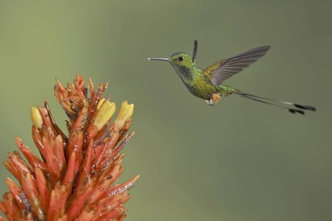 Booted Racket-tail (Ocreatus underwoodii), Ecuador