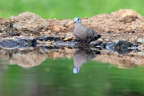 Bronze-spotted Dove (Turtur chalcospilos), adult, by the water, alert, Kruger National Park, South