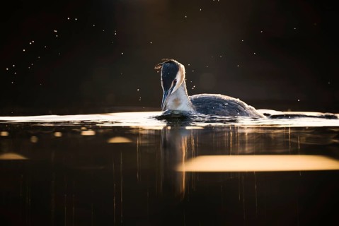 Great Crested Grebe (Podiceps cristatus) in the evening light, Zurich, Switzerland