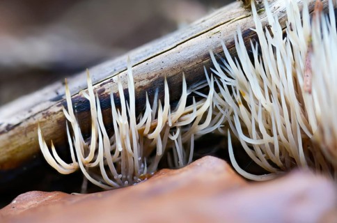 Angel hair coral, bristle coral, pterula multifida, strong creeping bristle coral, smelly bristle