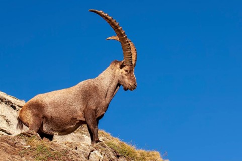 Alpine ibex (Capra ibex), Heiligenblut am Großglockner, Carinthia, Austria