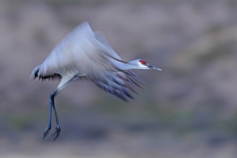 Canada crane launching in front of sunrise. Apache Forest, New Mexico, USA. Sandhill Crane Bosque