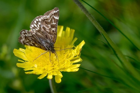 Callistege mi, Euclidia mi, owl moth, mother shipton moth, noctuidae, checkdayule, insects, moths,