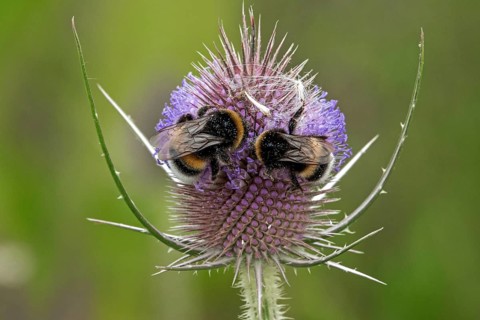 Two bumblebees are perched on flowering wild teasel (Dipsacus fullonum), Baden-Württemberg, Germany