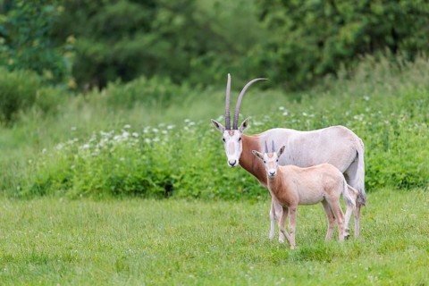 A female Scimitar Oryx (Oryx dammah) and a young run across a green meadow on a cloudy day. Extinct