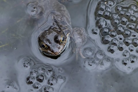 Common frog (Rana temporaria) adult amphibian amongst spawn eggs on the water surface of an urban