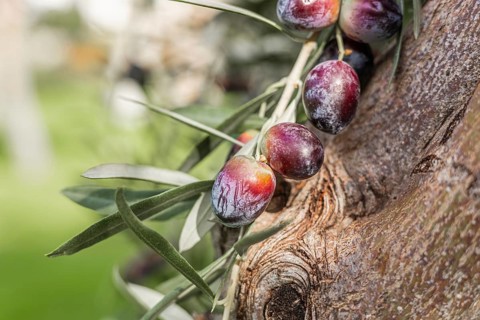 Close-up of ripe olives on an olive tree branch. The olives are purple and green, surrounded by