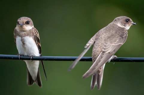 Bank Swallow, Riparia Riparia, Sand Martin, Swallow, Bank Swallow, Birds, Passeri, Songbirds, Birds