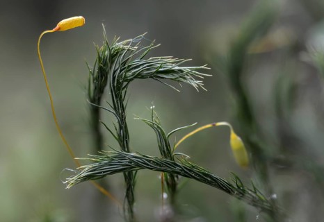 Women's hair moss, polytrichastrum formosum, polytrichum formosum, beautiful woman's hair moss,