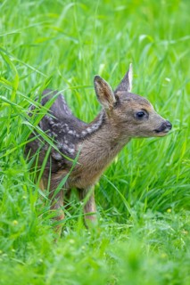 European roe deer (Capreolus capreolus), cute vulnerable fawn hidden in long grass in meadow,