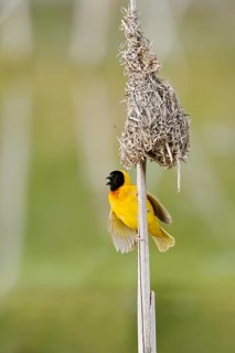Black-headed weaver (Ploceus melanocephalus, Loxia melanocephala), mating male at the nest,