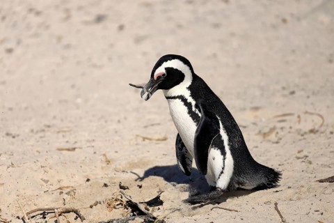 African penguin (Spheniscus demersus), adult, walking, beach, nesting material, Boulders Beach,