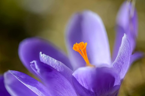 Crocus hybrida, iridaceae, crocus, irises, flora, plants