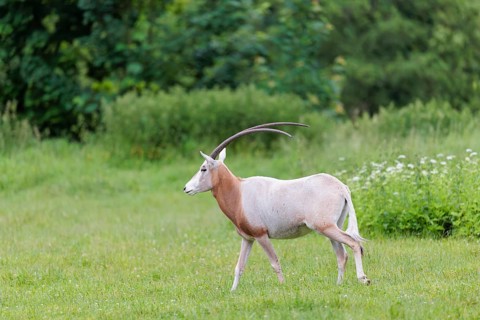 A Scimitar Oryx (Oryx dammah) runs across a green meadow on a cloudy day. Extinct in the wild.