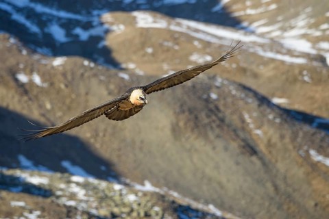 Animals, birds, vultures, A bearded vulture (Gypaetus barbatus) flies along a mountainside, South