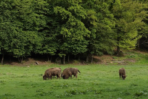 Bison on summer pasture, animals, mammals, bison