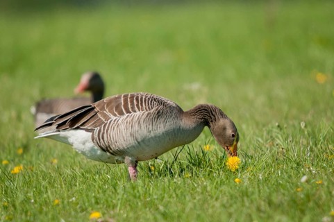 Anser Anser, Greylag or Graylag Goose, Grelag Goose, Anatidae, Birds, Duckbirds, Goose, Geese,
