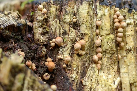 Armillaria ostoyae, Armillaria polymyces, Armillaria solidipes, brown honey mash, dark honey mash,