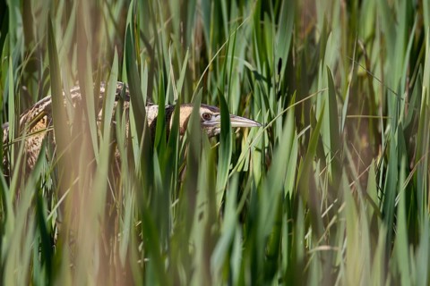 Great or Eurasian bittern (Botaurus stellaris) adult bird in a reedbed in spring, RSPB Minsmere
