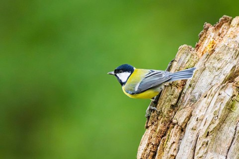 Great tit (Parus major) sitting on an old wrotten tree trunk at a swamp, Bavaria, Germany