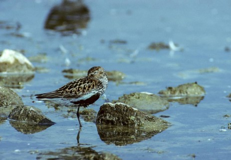 Alpine sandpipers, Calidris alpina, Dunlin, birds, breeding plumage, charadriiformes, leo,