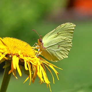 Lemon butterfly (Gonepteryx rhamny) on a yellow flower of a Great Telekie (Telekia speciosa),