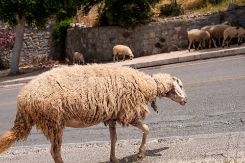 A sheep walks along a road in Bodrum, Turkiye. A flock of sheep grazes in the background. The scene