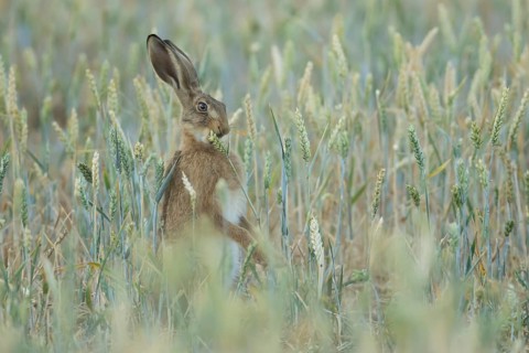 European brown hare (Lepus europaeus) adult animal feeding on a farmland wheat crop sheath in