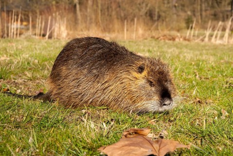 Beaver rat, coypu, myocastor coypus, rodents, nutria, rodentia, swamp beaver, mammals, rodents,